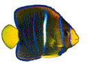 fisch13.gif (8879 Byte)